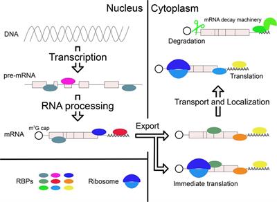 Emerging Evidence of Translational Control by AU-Rich Element-Binding Proteins